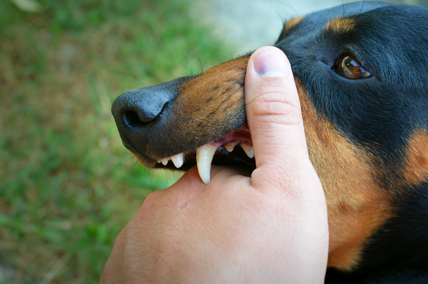 Common Dental Problems in Dogs and the role of Puprazy Chew Sticks
