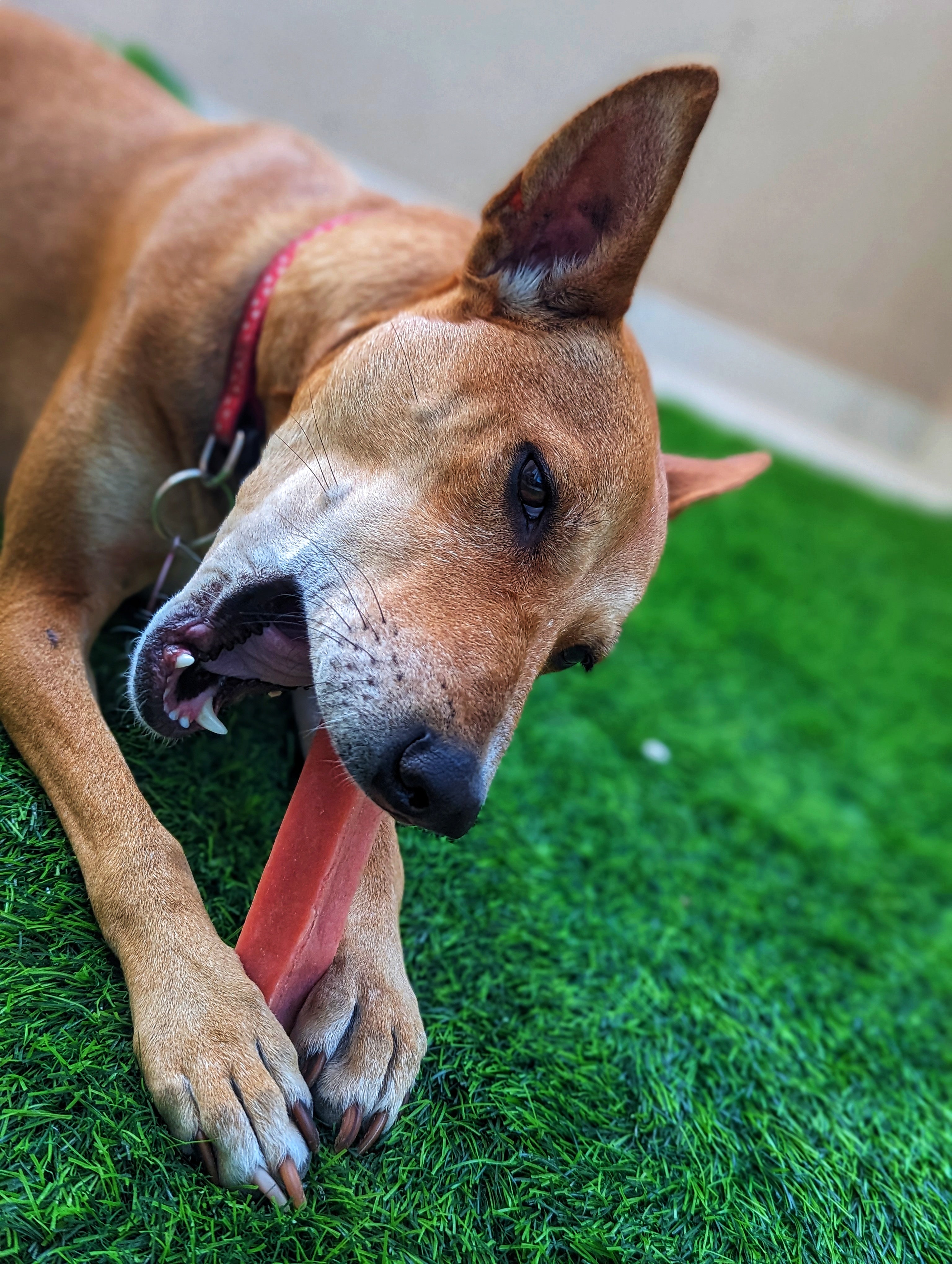 Himalayan yak chew dog treat