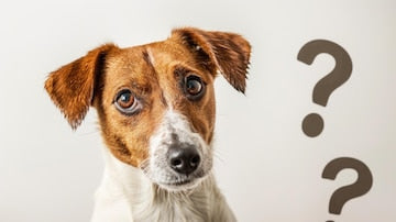 How Much Protein Does Your Dog Need Daily? | Puprazy