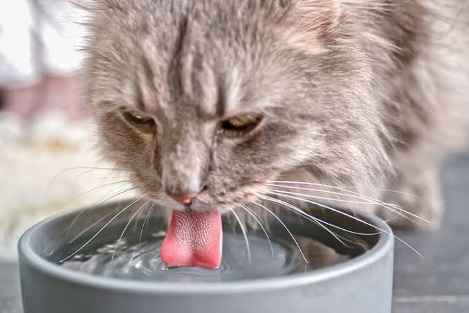 Why Is My Cat Not Drinking Water in Summer?
