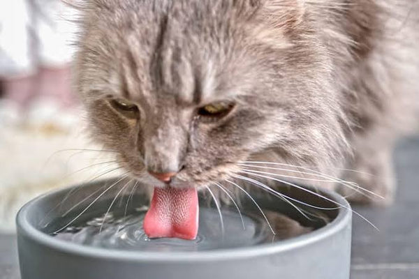 Why Is My Cat Not Drinking Water in Summer?