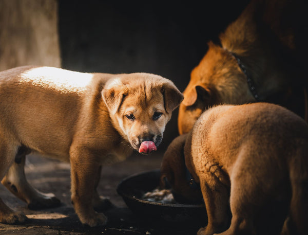 How to Switch Your Pet's Food Without Upsetting Their Stomach