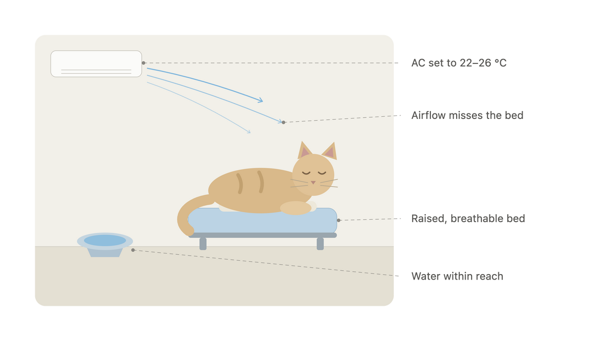 How to Keep an Older Cat Comfortable in Dubai Summer