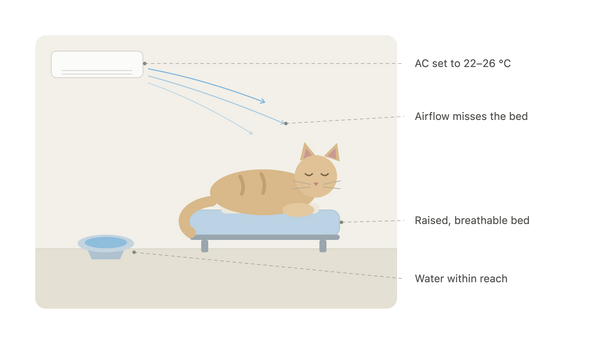 How to Keep an Older Cat Comfortable in Dubai Summer