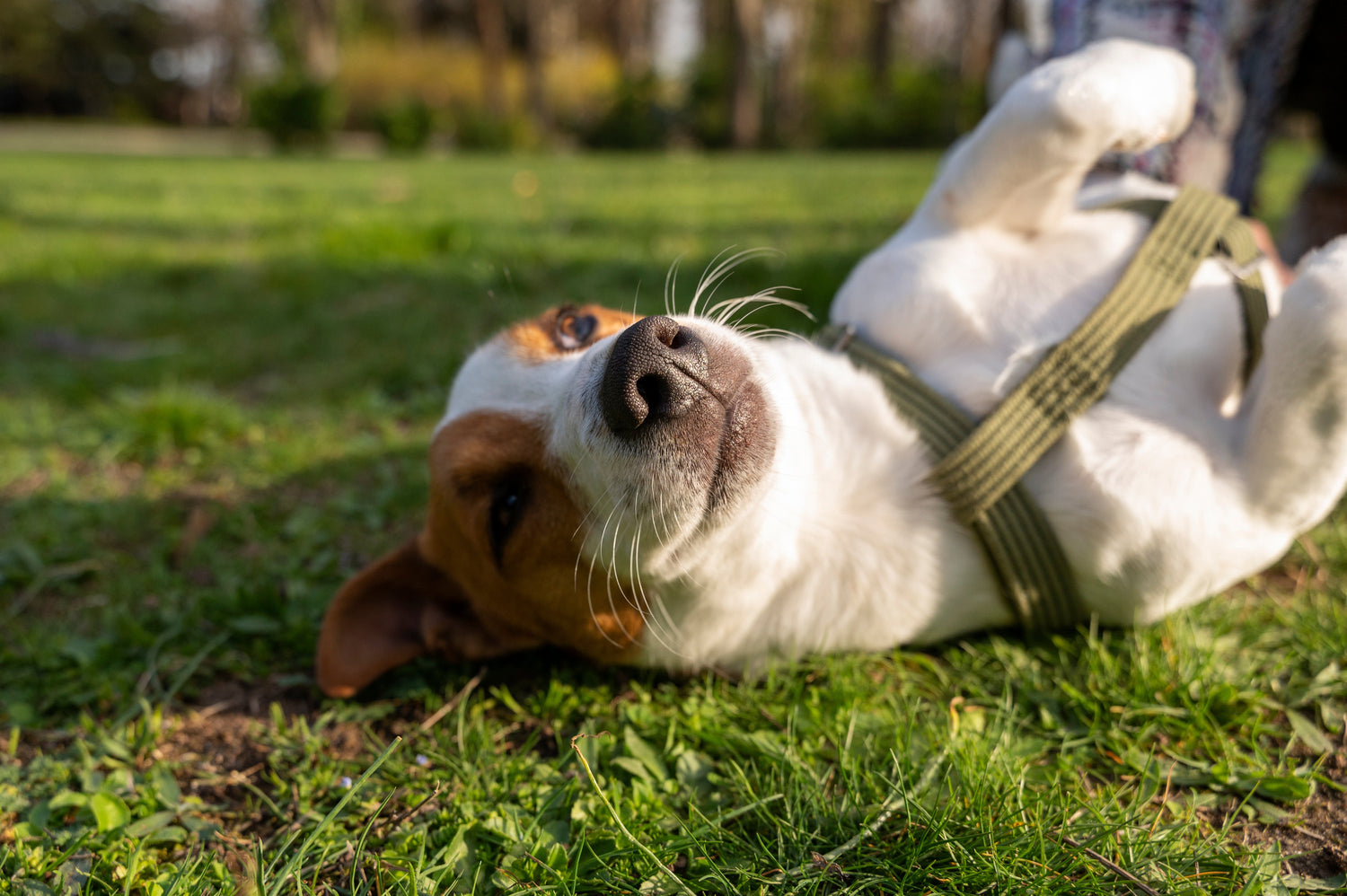 Discover 10 Amazing Facts About Dogs: Unveiling Canine Wonders