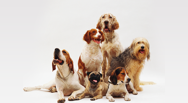 Which Himalayan Chew Flavor is Right for Your Dog?